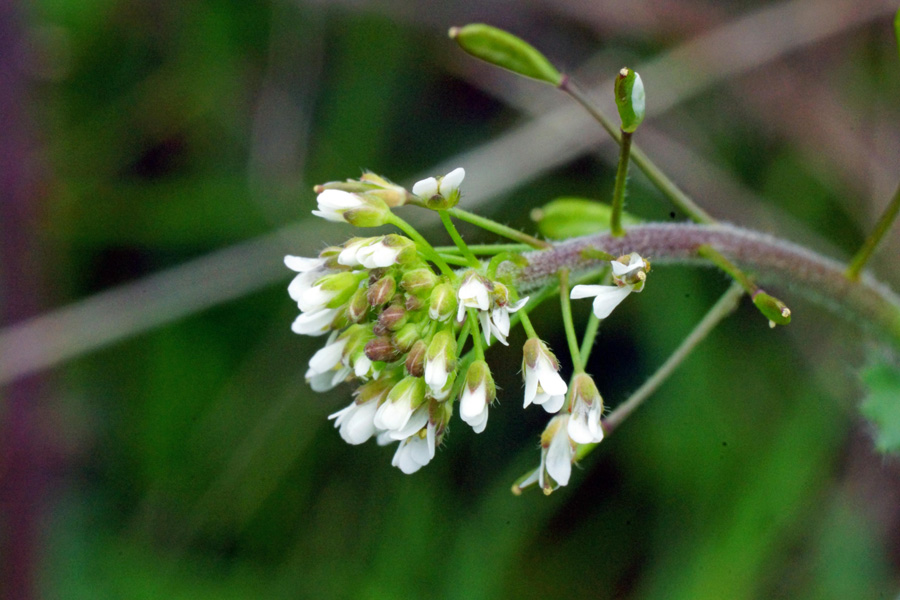 Draba muralis / Draba dei muri